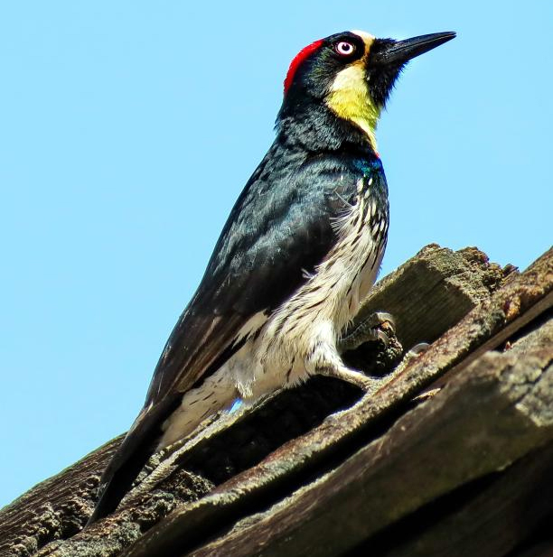 Burung pelatuk acorn