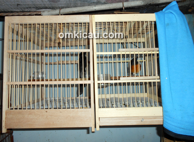 Didik 88 Bird Farm Jambi