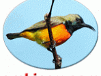 Burung-madu matari