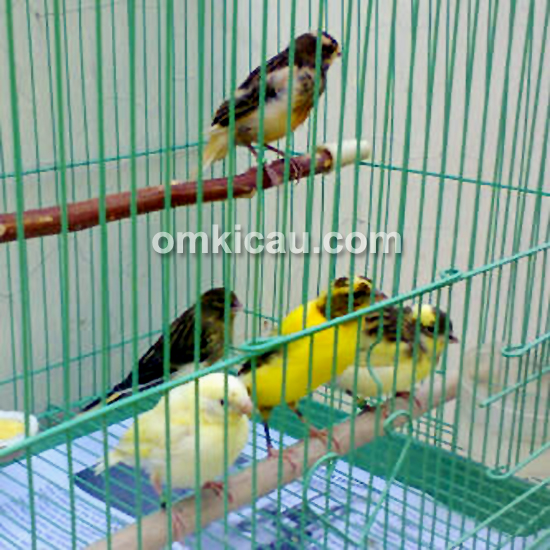 Gudang Kenari Bird Farm
