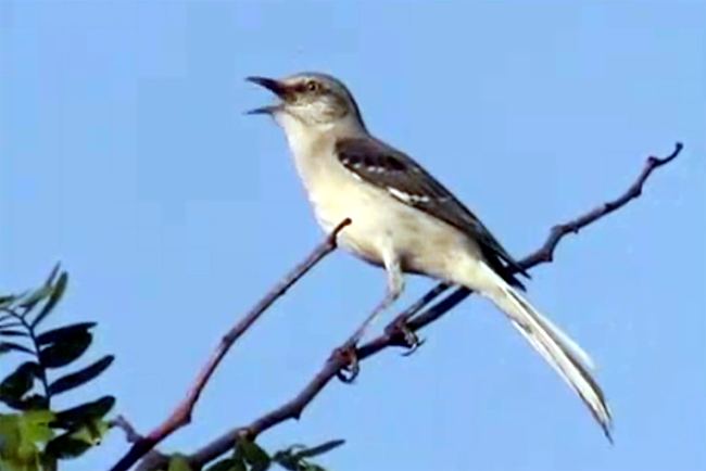 Burung northern mockingbird