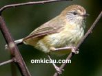 burung remetuk kelabu
