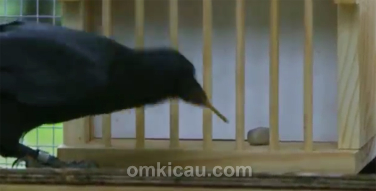 Burung gagak cerdas