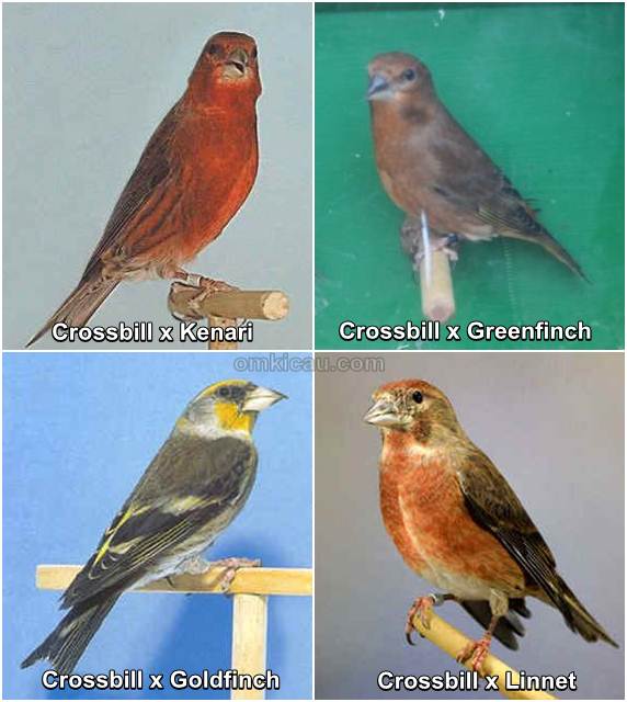 Burung hibrida hasil perkawinan silang menggunakan crossbill sebagai indukan