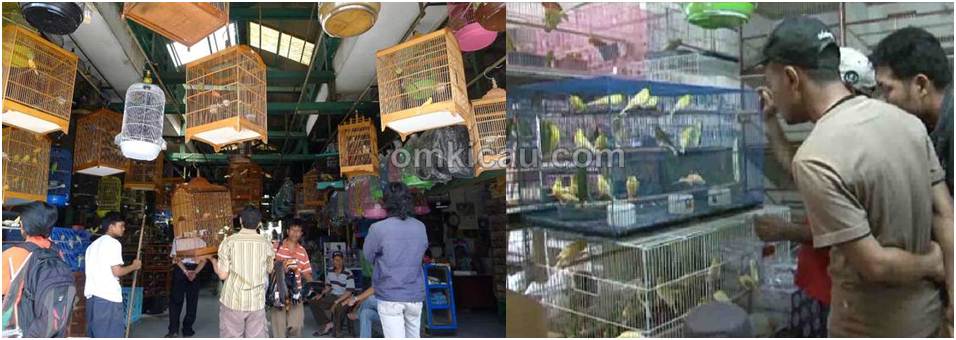 Daftar harga burung di Pasar Pramuka bulan Februari 2014