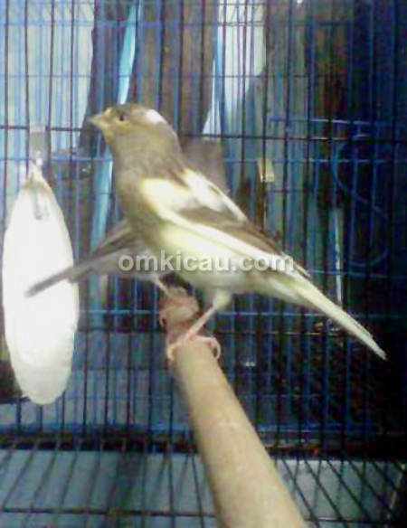 ZQ Bird Farm Jakarta