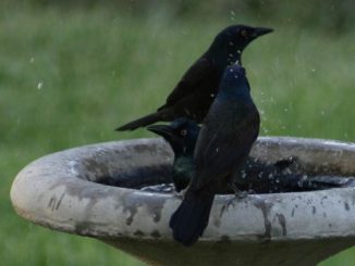 Black bird mandi malam