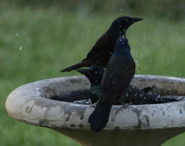 Black bird mandi malam
