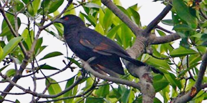 Burung bubut jawa