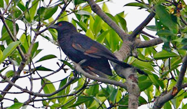 44+ Burung bubut jambul gacor terbaru