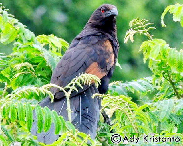 Burung Bubut Jawa Yang Makin Langka Om Kicau