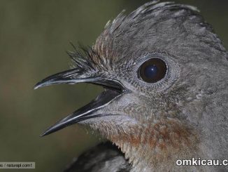 Lyrebird burung lyre yang pintar meniru