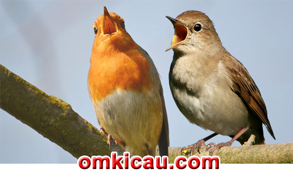 feat burung nightingale - robin eropa