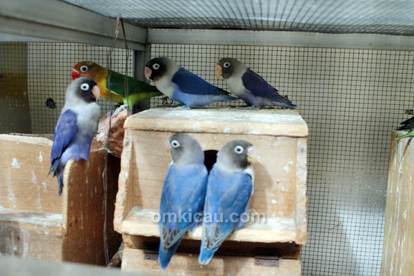 Ayi Bird Farm Bogor