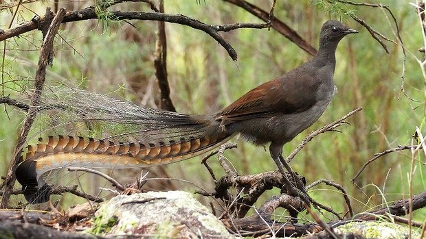 Lyrebird