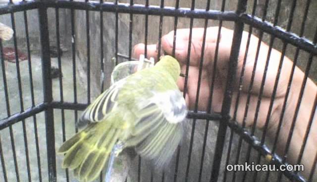 Pakan hidup merupakan pakan utama bagi burung kicauan | foto: Kaskus