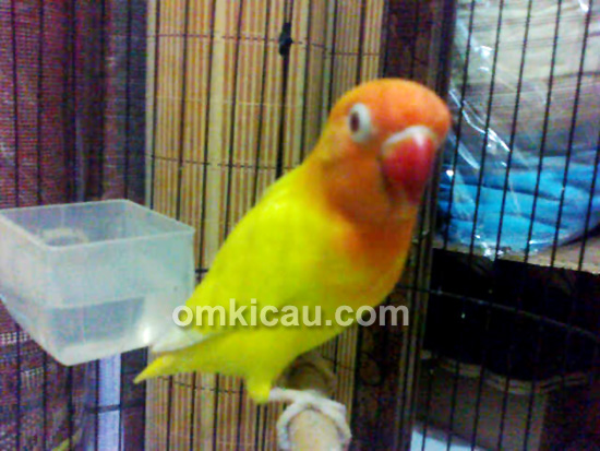 Lovebird Putri Ayu.