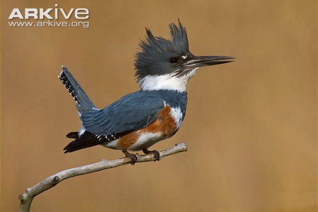 Suara masteran kingfisher