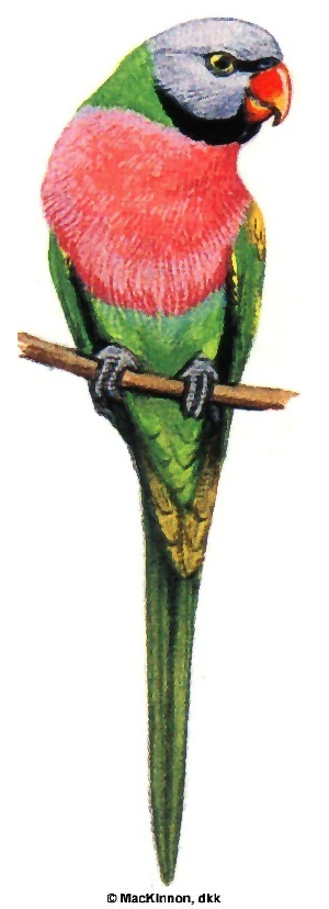 Burung betet biasa (Psittacula alexandri)
