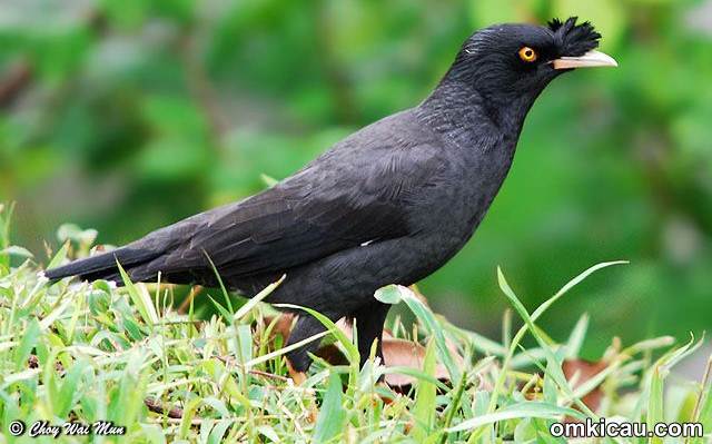 burung langka yang berbulu putih dan berjambul adalah Crested myna si jalak berjambul yang pintar ngoceh SUPER 