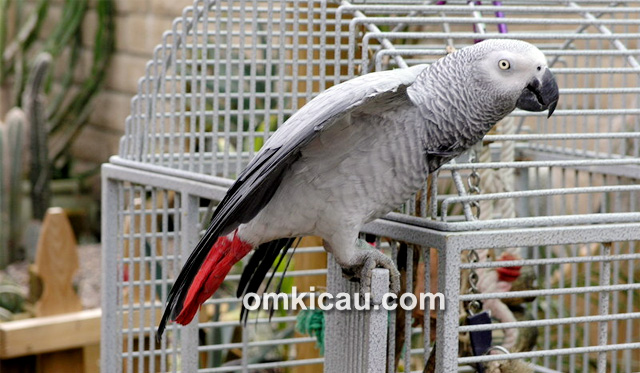 Burung grey parrot