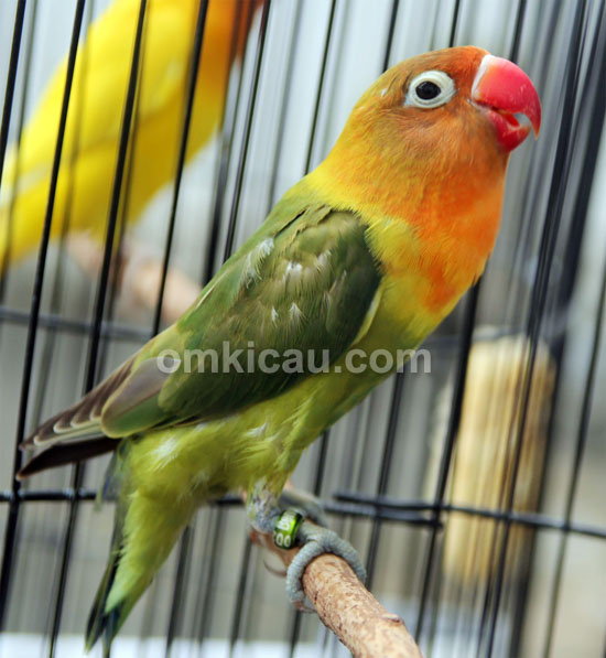 Lovebird Luwes Jr 002