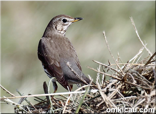 Burung song thrush