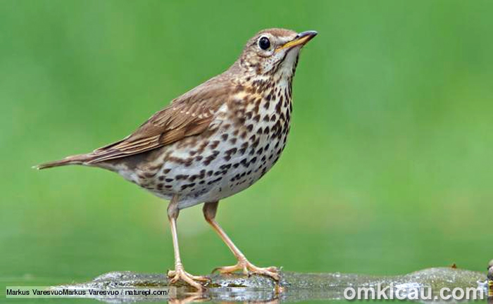 Suara kicauan burung song thrush