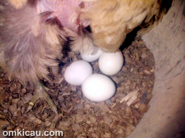 Ayam kate tetaskan telur burung nuri