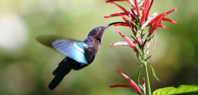 Burung hummingbird
