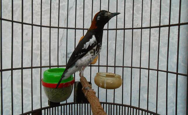 Image result for Merawat Burung Anis Kembang Di Rumah