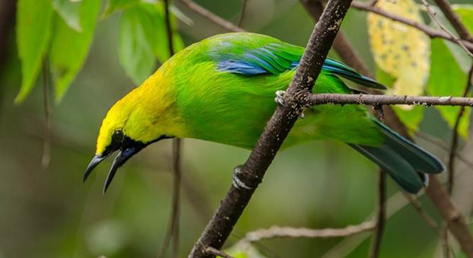 Gambar Burung Cucak Ijo Mati - Klik OK