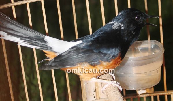 Murai batu siap lomba