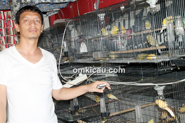 Om Ifung - Mifta Bird Shop