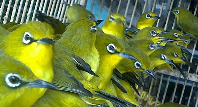 Pleci adalah burung koloni [foto:pcmi]