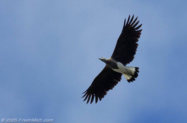 Identifikasi elang aikan kepala abu pada waktu sedang terbang