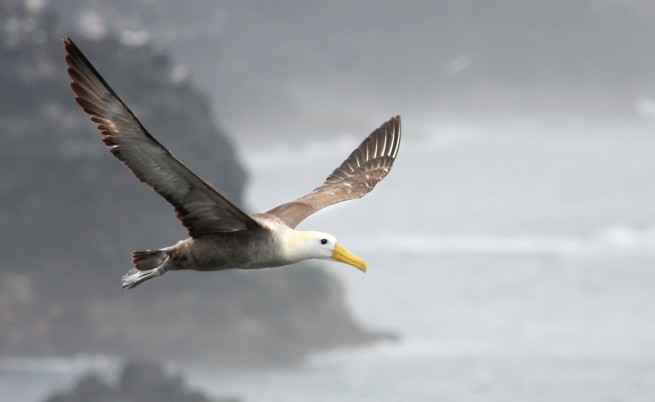 burung albatross