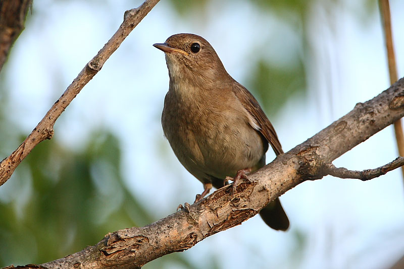 Burung thrush nightingale