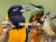 Koleksi 5 audio burung kicauan bersuara unik dari Amerika Selatan