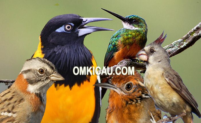  Koleksi 5 audio burung kicauan bersuara unik dari Amerika Selatan