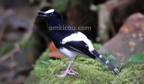 Meninting besar: Burung pesolek yang tak mau jauh dari air 