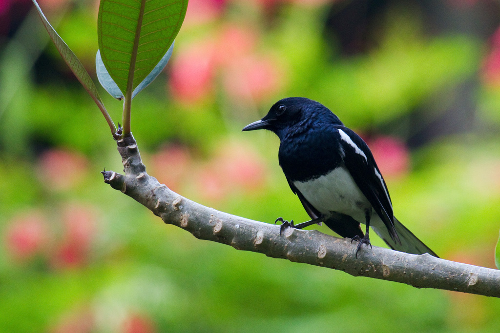 Download suara burung kacer gacor  untuk melatih mental 