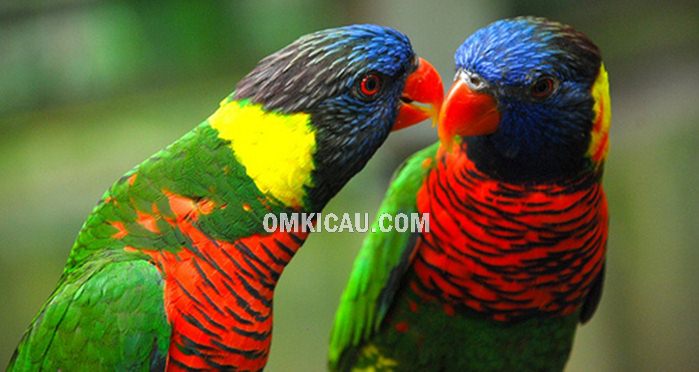 Foto Burung Cucak Hijau Bird Beautiful Birds Birds