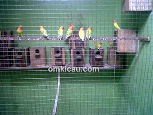 Ternak lovebird IP Bird Farm Pati