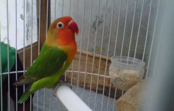 Perawatan lovebird yang kurang aktif dan jarang bunyi