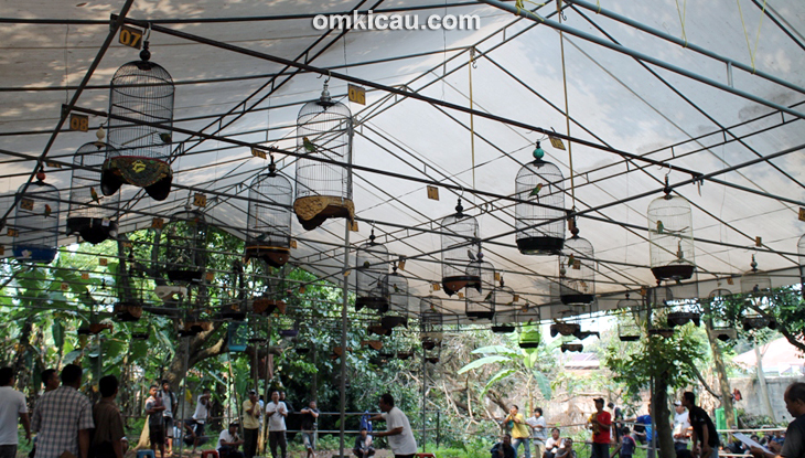 Suasana lomba burung di Cinere Enterprise Jakarta