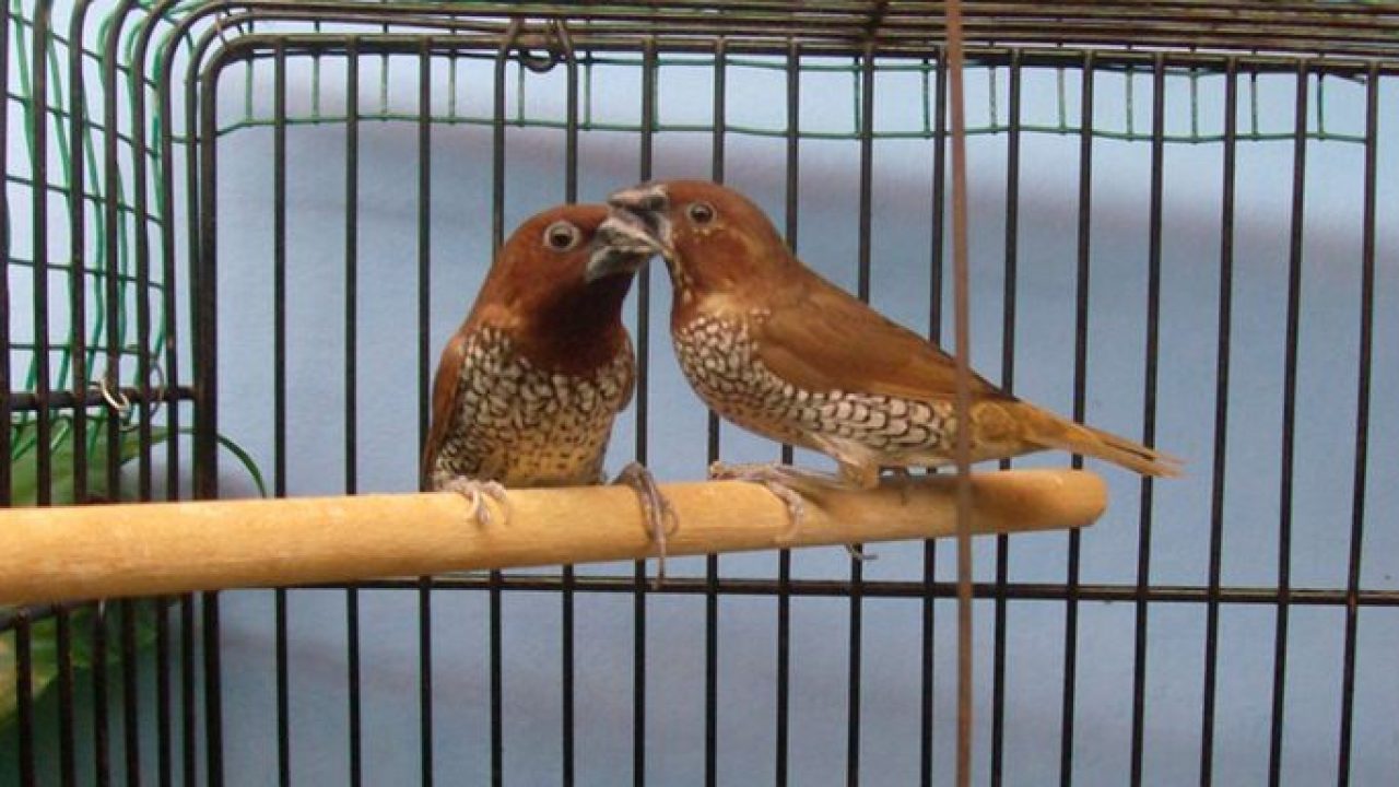 45+ Makanan anakan burung emprit kaji terbaru