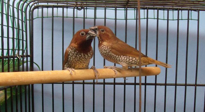 Panduan penangkaran burung  bondol  peking OM KICAU