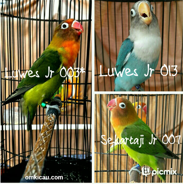 Anakan lovebird Luwes