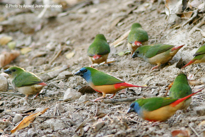 Bondol-hijau Binglis atau Pin-tailed Parrot-finch (Erythrura prasina)